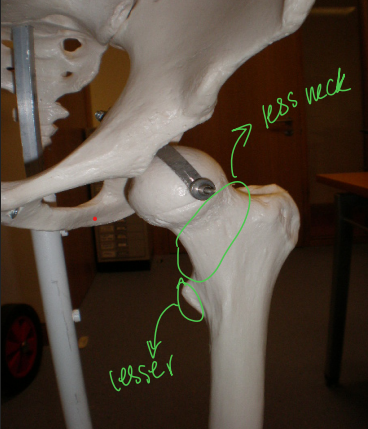 <p>Better visibility of the lesser trochanter </p>