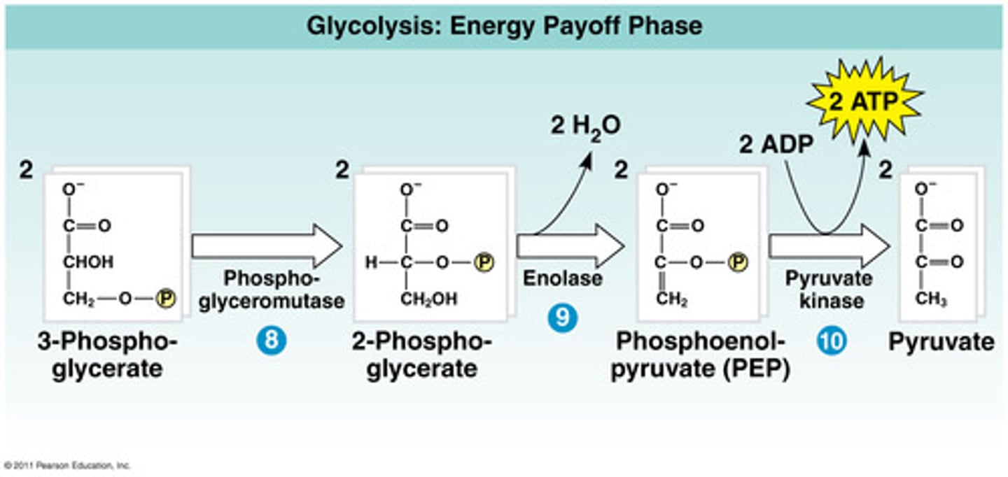 <p>the splitting of glucose into pyruvate; serves as the starting point for fermentation or cellular respiration</p>