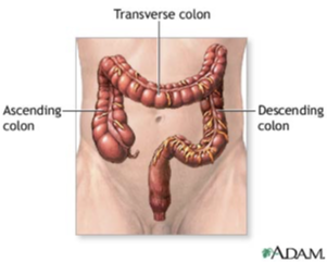 <p>ASCENDING COLON - part of the large intestine that ascends from the cecum to the transverse colon</p><p>TRANSVERSE COLON - part of the large intestine that extends across the abdominal cavity and joins the ascending to the descending colon</p><p>DESCENDING COLON - part of the large intestine that descends from the transverse colon</p><p></p>