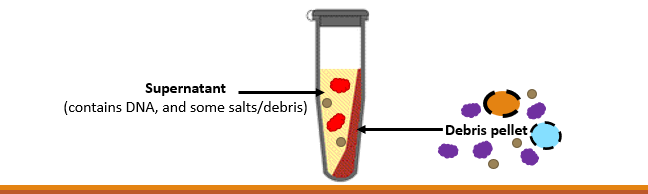 <p>By Centrifuging</p><ul><li><p>spins samples at 1,000 rpm. Forces the precipitate to form a solid pellet (debris pellet)</p></li><li><p>TUBES MUST BE EQUALLY SPACED</p></li><li><p>After that, the supernatant (containing the DNA and some salt/debris) must be transferred to a fresh tube</p></li></ul><p></p>