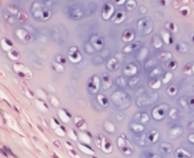 <p>Which type of tissue does this image depict?</p>