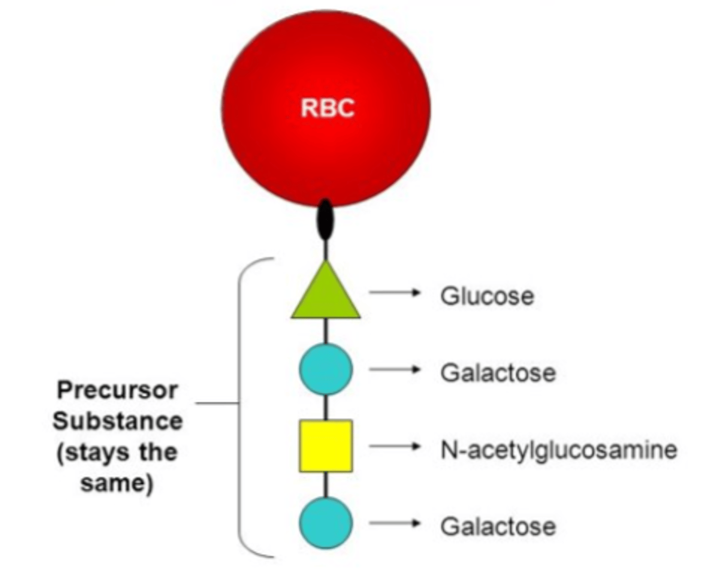 <p>Which precursor structure is this?</p>