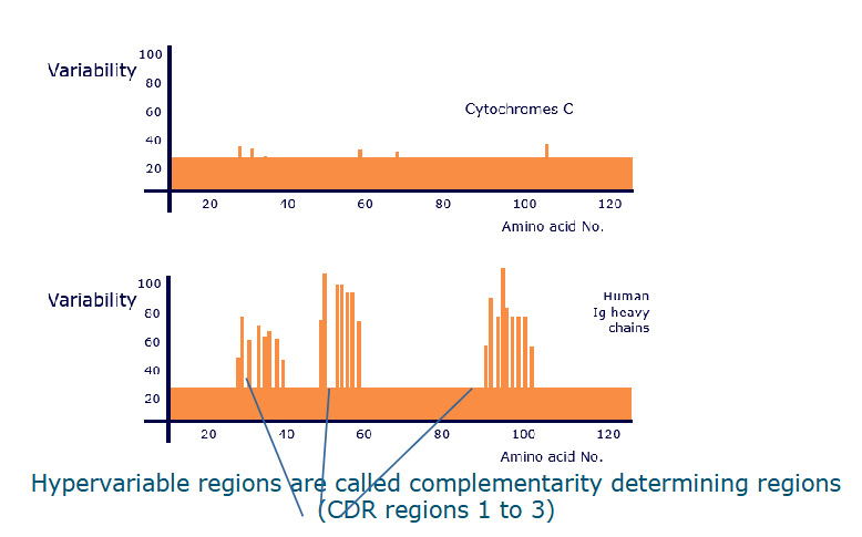 <p>antibody molecules - there you see the CDR1, CDR2, CDR3</p>