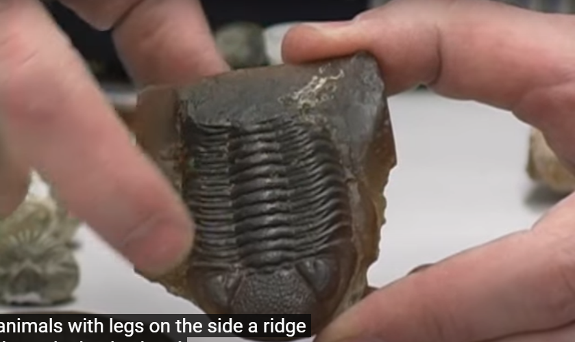 <p>What is this a fossil of? </p>