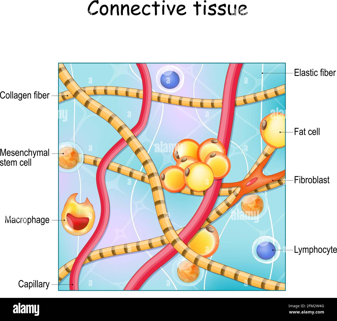 <ul><li><p><strong>Collagen</strong></p><ul><li><p>Strongest, abundant</p></li></ul></li><li><p><strong>Elastic Fibers</strong></p><ul><li><p>elastin fibers allow for stretch</p></li></ul></li><li><p><strong>Reticular Fibers</strong></p><ul><li><p>Short, fine, branched</p></li></ul></li></ul><p></p>