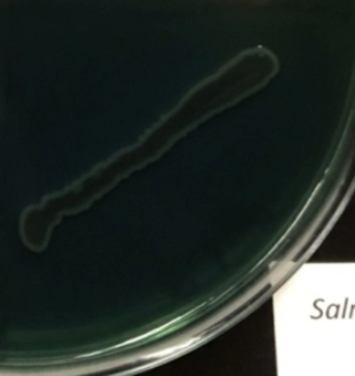 <p>Not inhibited by bile or dye, ferments sugar</p><p>- gram (-), pi= not shigl. or samnl.</p><p>Bppt = probable salmonella</p>