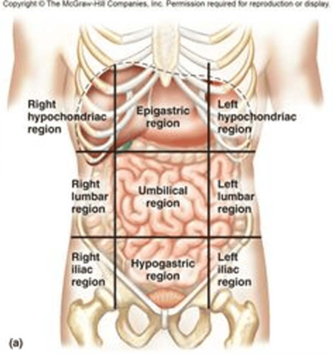 knowt flashcard image