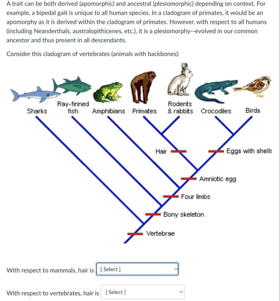 <p>A characteristic or trait that is unique to a clade, found in all members of the clade. </p>
