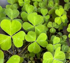 <p><span>Perennial weed with clover-like leaves and small yellow or pink flowers.</span></p>