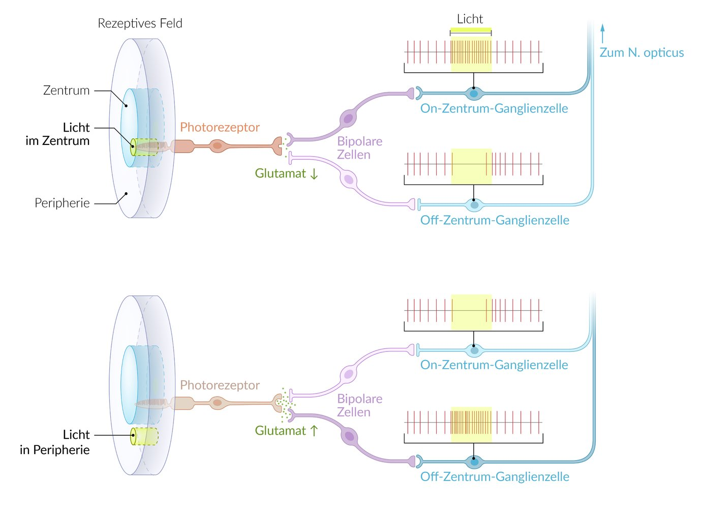 <p>A. Off-ganglion cells receive signals directly from bipolar cells that are depolarized by cones via ionotropic glutamate receptors.</p>
