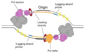 <p>The specific location on the DNA where replication begins, leading to the formation of replication bubbles.</p>