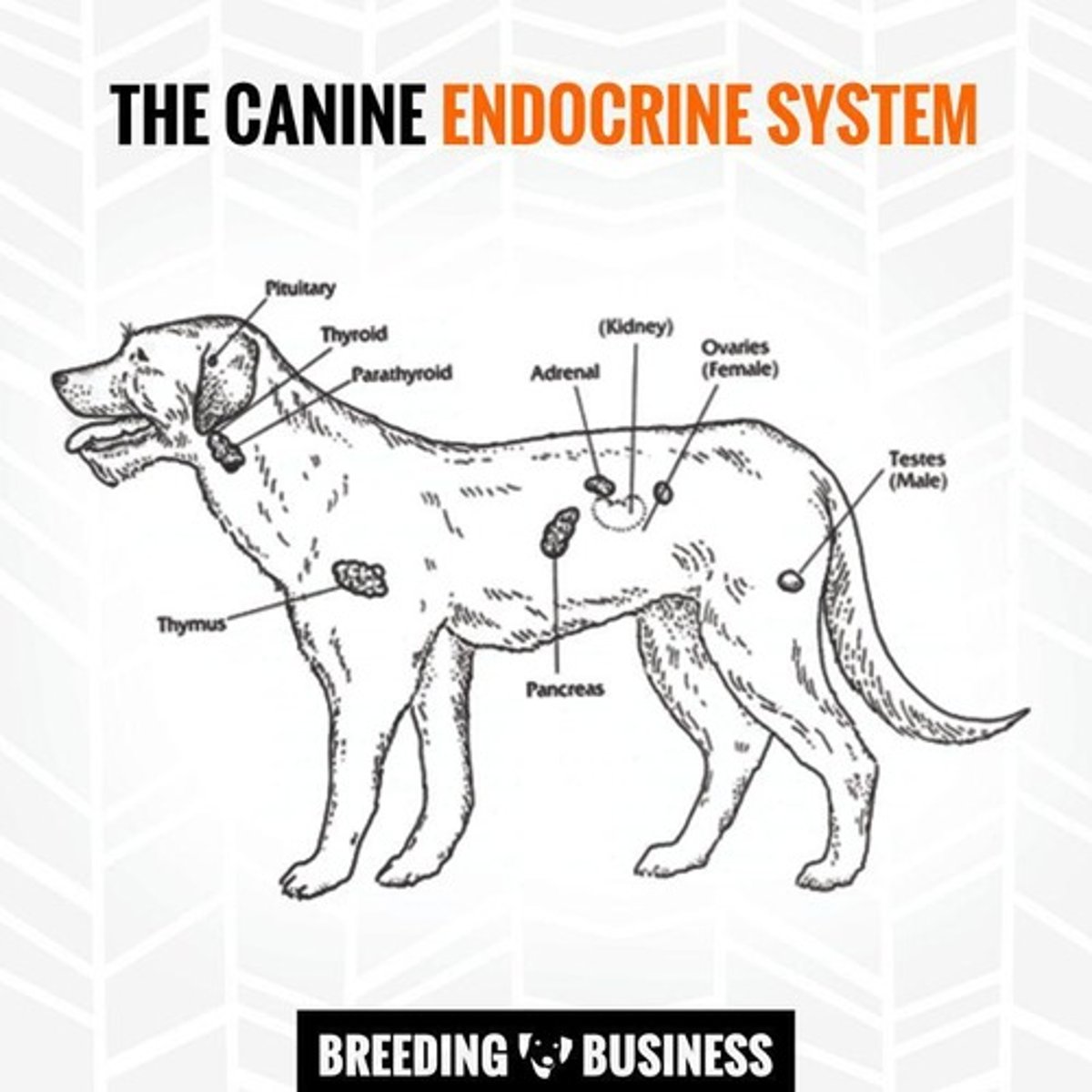 <p>The system that includes endocrine glands.</p>