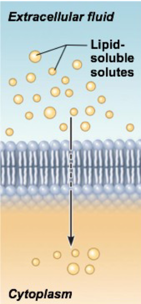 <ul><li><p>diffusion of substance directly through the lipid bilayer</p></li><li><p>Most molecules diffusing are small in size &amp; nonpolar</p></li><li><p>ex: most gases, steroid hormones, fatty acids</p></li></ul><p></p>