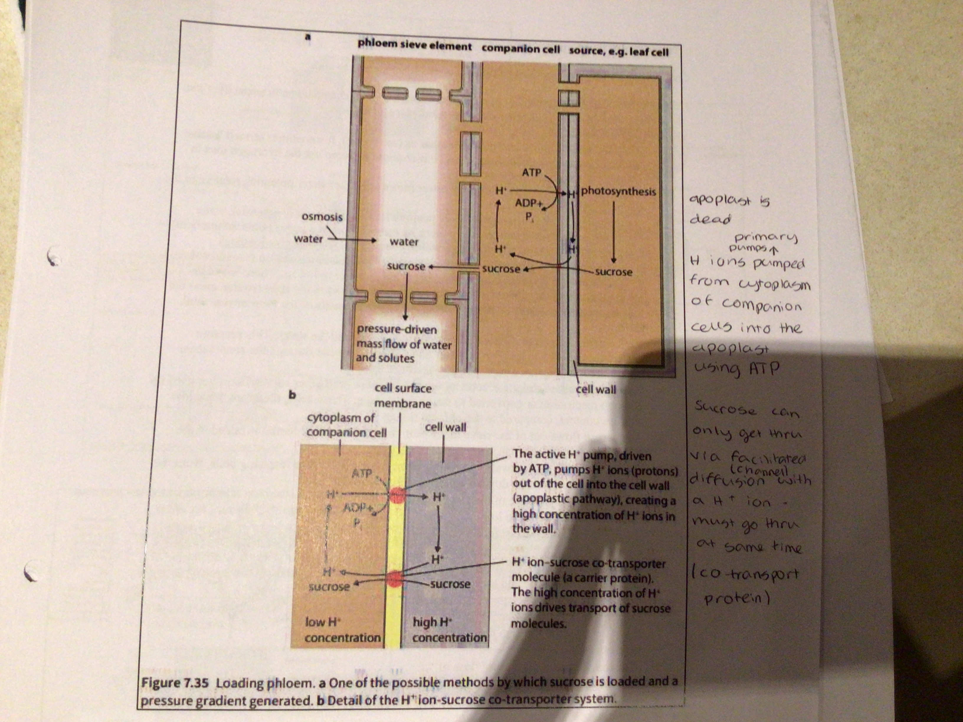 <p>The process of loading sucrose into the sieve tube elements</p>