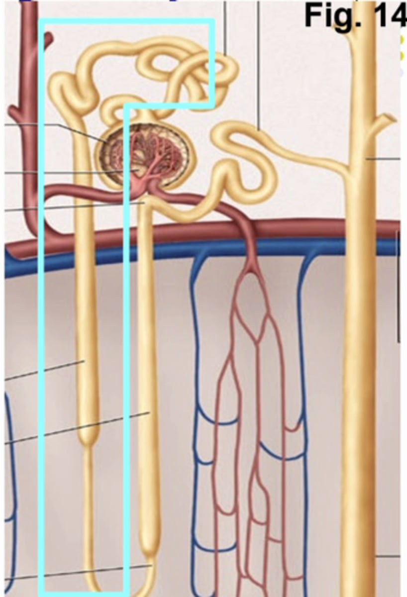 <p>water permeability of the nephron !!!</p><p>if antidiuretic hormone is ABSENT........ the only structures that are water permeable are ......</p>