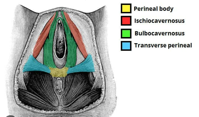 <p>perianal area</p>