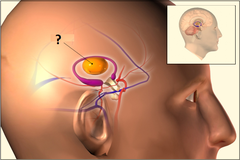 <p>relay station for sensory info</p><ul><li><p>All of sensory info except smell → goes from sense organ → through thalamus</p></li></ul>