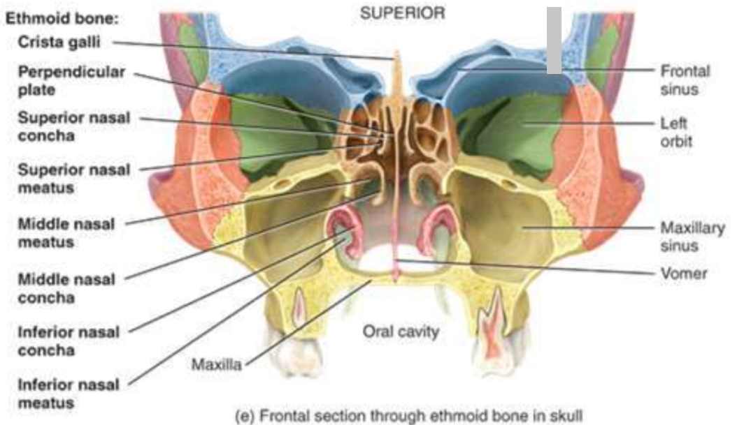 <ul><li><p>delicate bone; sponge-like in appearance</p></li><li><p>lateral masses contain air spaces = ethmoidal sinuses</p></li><li><p>major support and component of nasal cavity</p></li><li><p>also forms part of the anterior cranial floor and medial wall of orbits</p></li></ul>