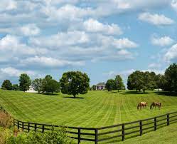 <p>pastureland </p>