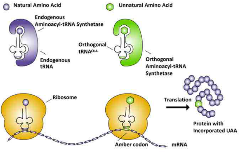 <p>amber codon hijacks RF1, which usually inserts water, insert an orthogonal charged tRNA</p>