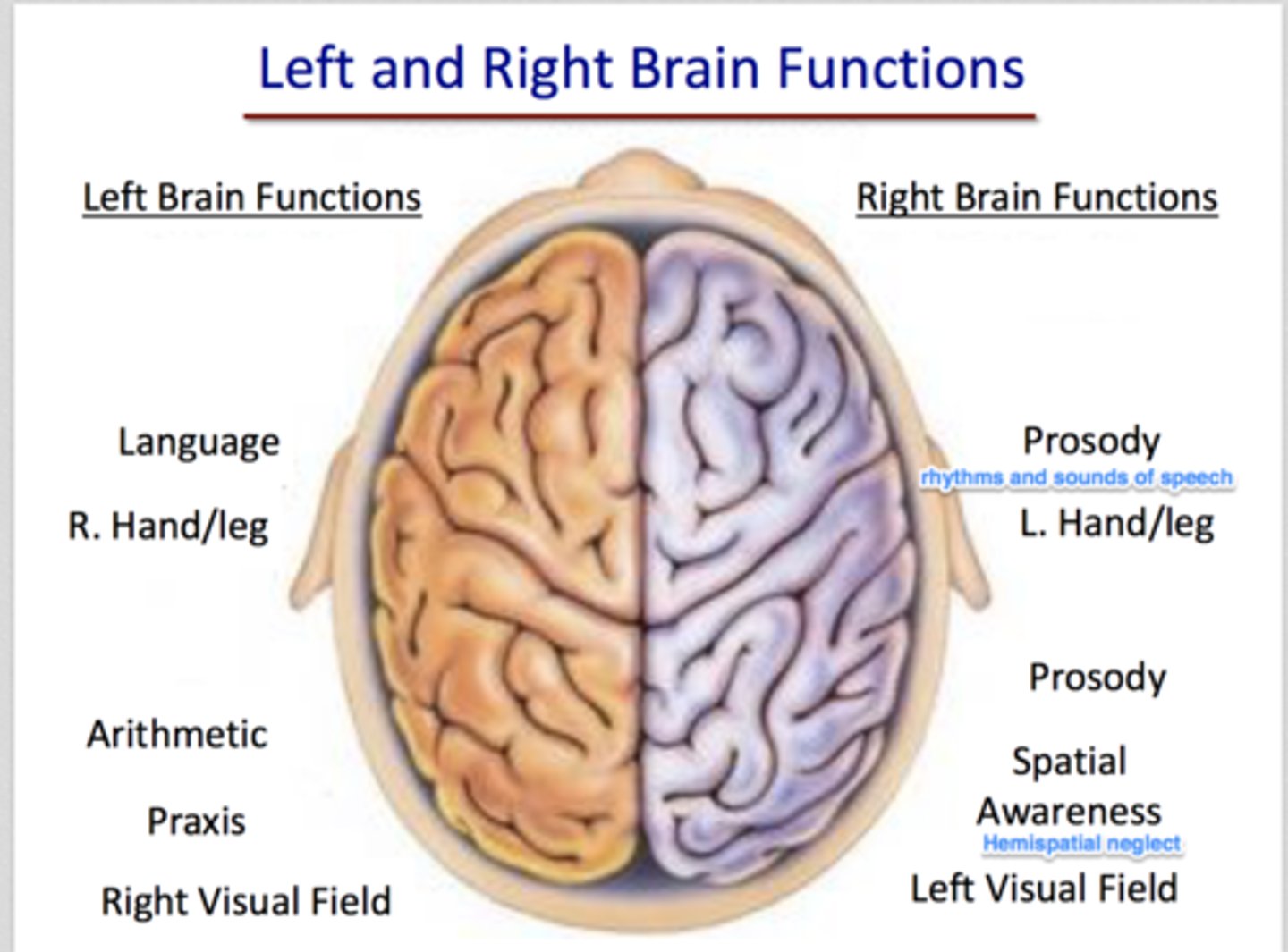 <p>controls right side of the body and is logical, contains mathamatics, lauguage, &amp; speech</p>