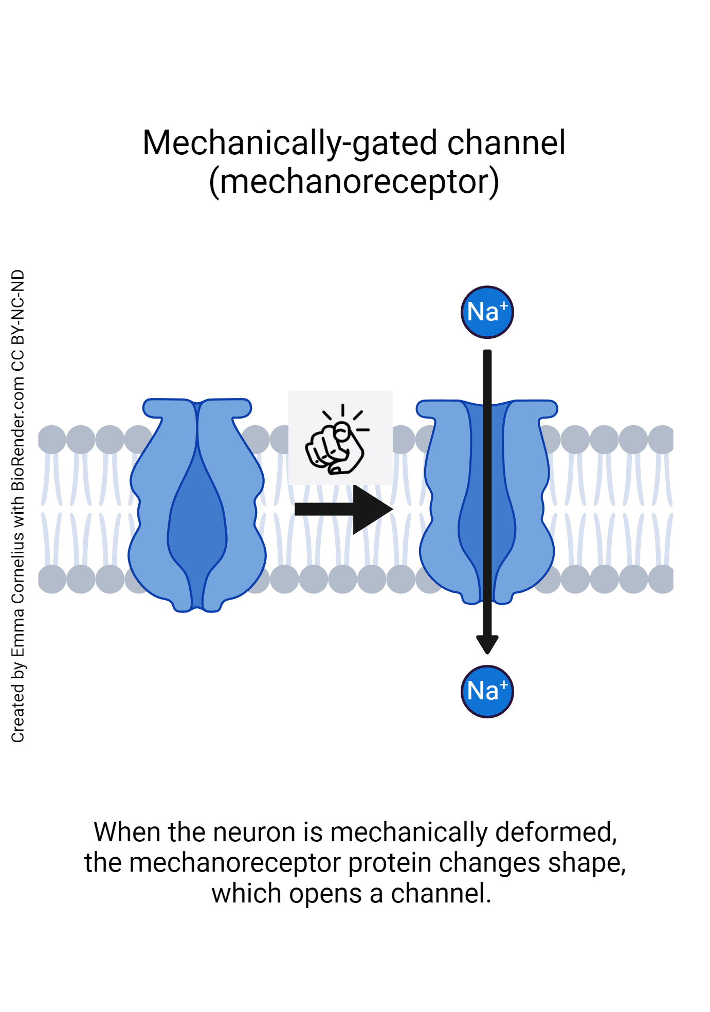<p>Mechanically gated channels </p>