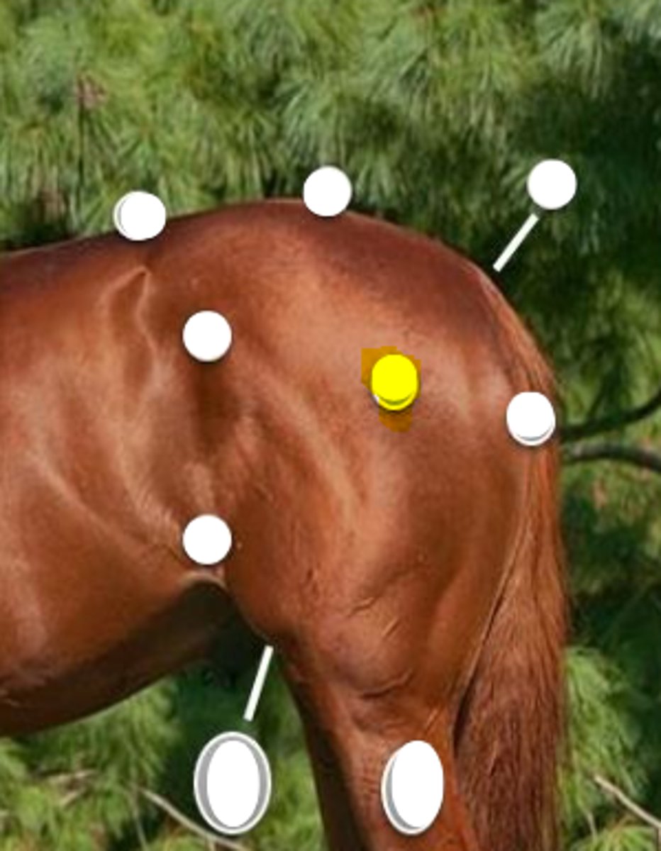 <p>What is body part is indicated on the image</p>