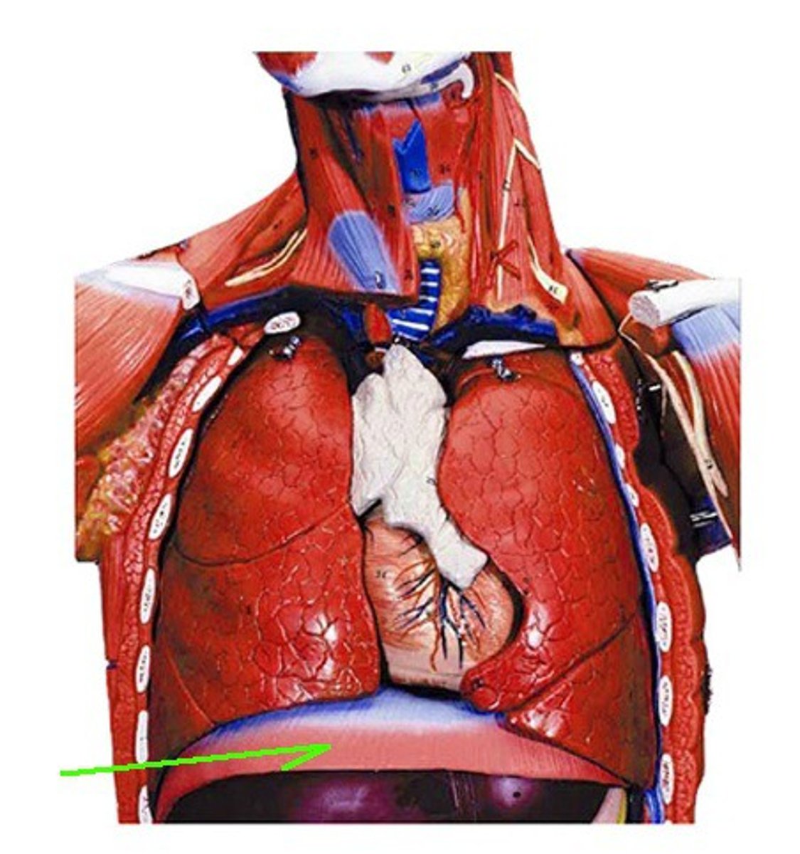 <p>Identify the structure, organ, or bone.</p>