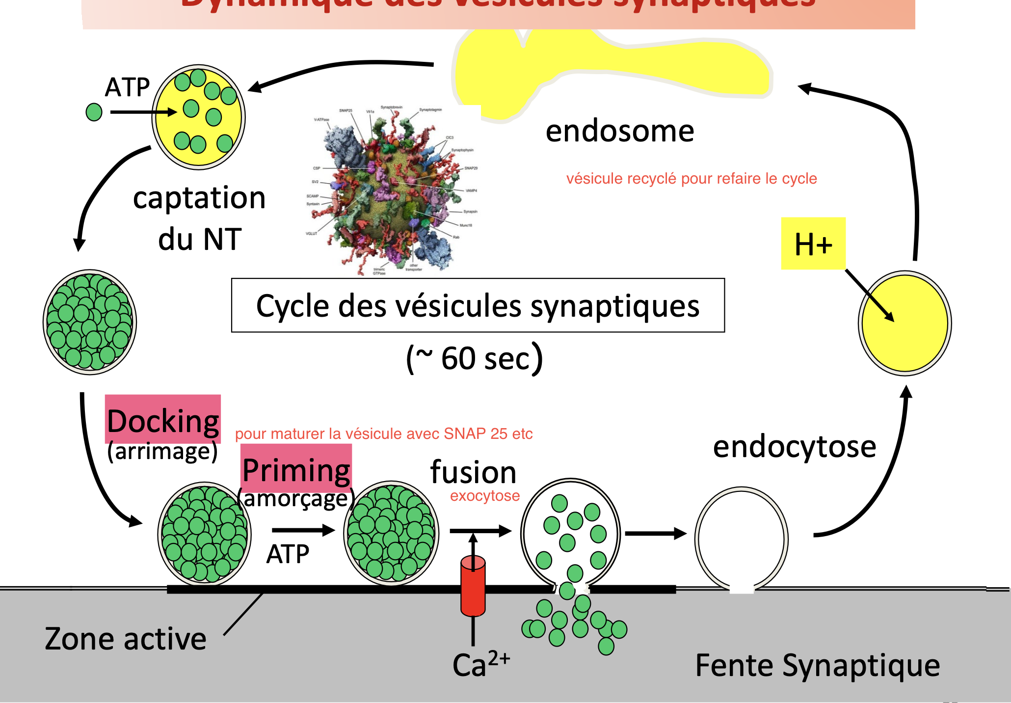 <ol><li><p>Captation des neurotransmetteurs dans la vésicules</p></li><li><p>Docking (arrive vers la membrane)</p></li><li><p>Priming (Commence les interactions avec la membrane avec SNAP25</p></li><li><p>Fusion en exocytose grâce au synaptotagmin avec l’arrivée du calcium</p></li><li><p>Endocytose (recyclage de la vésicule)</p></li><li><p>Endosome re-acidifié</p></li></ol><p></p>