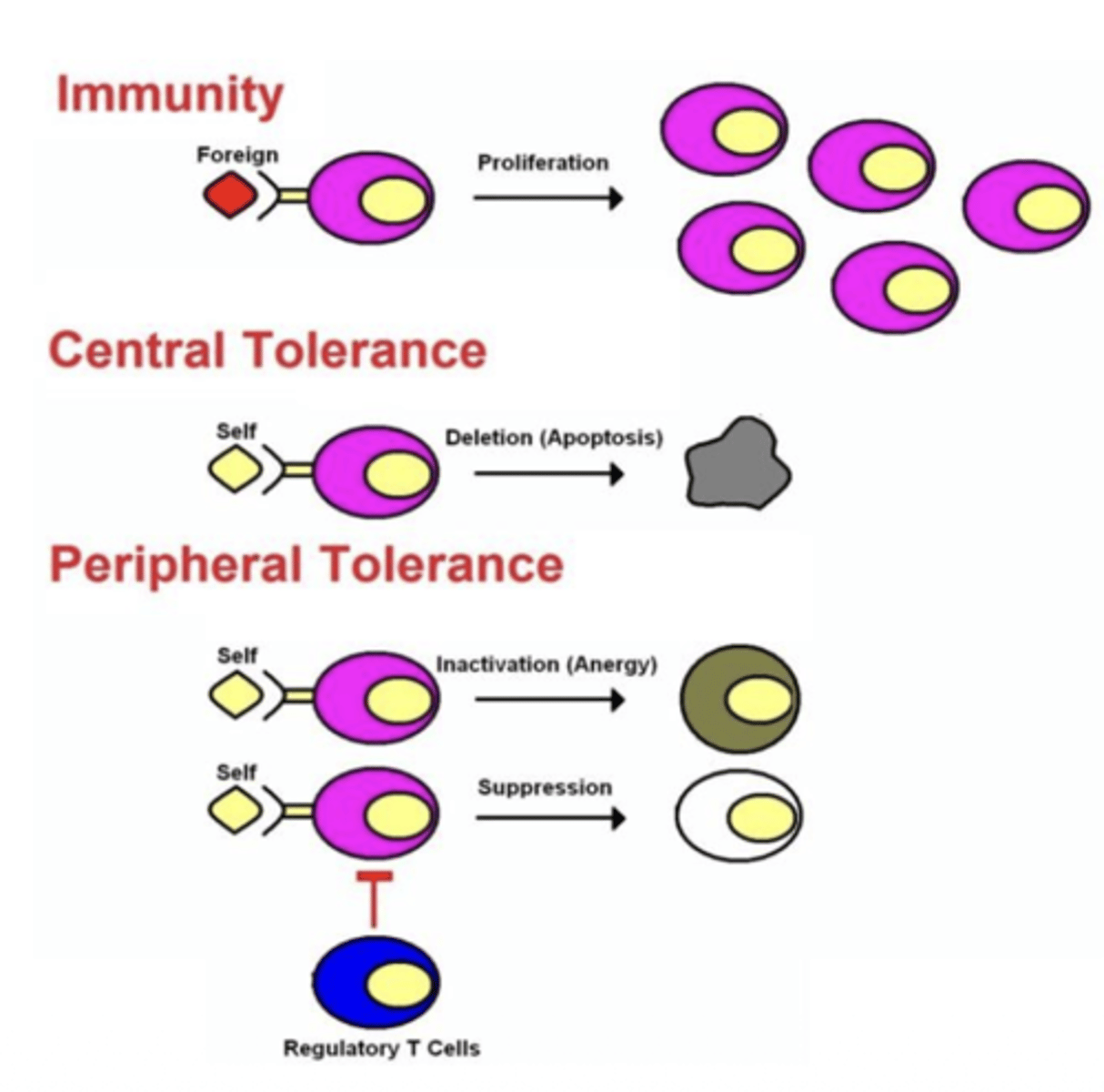 <p>A: They prevent activation of self-reactive T cells and help maintain immune tolerance by expressing FoxP3 which:</p><p>(Directs immature T cells to develop into regulatory T cells</p><p>Controls genes that allow Tregs to suppress other immune cells</p><p>Maintains self-tolerance, preventing the immune system from attacking the body</p><p>Keeps immune responses from becoming excessive or self-destructive)</p>