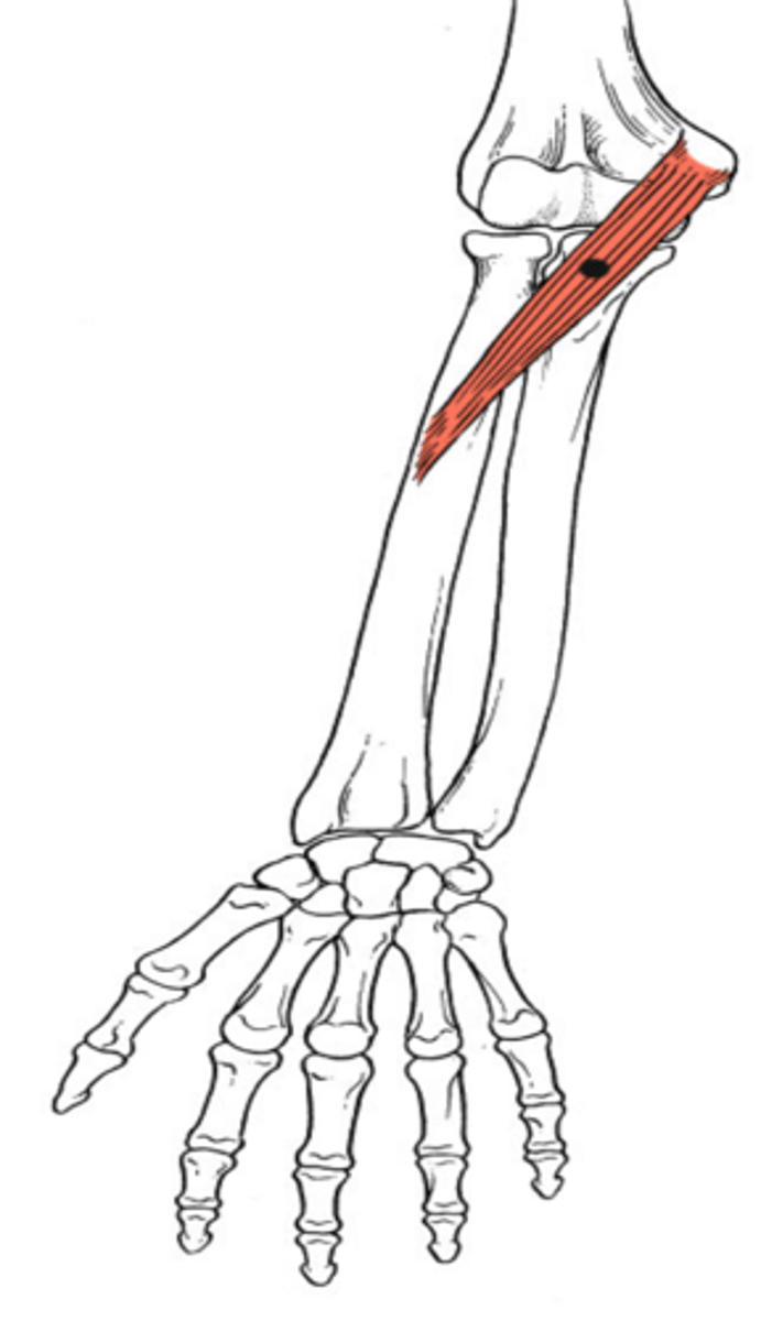 <p>Medial epicondyle of humerus.</p>