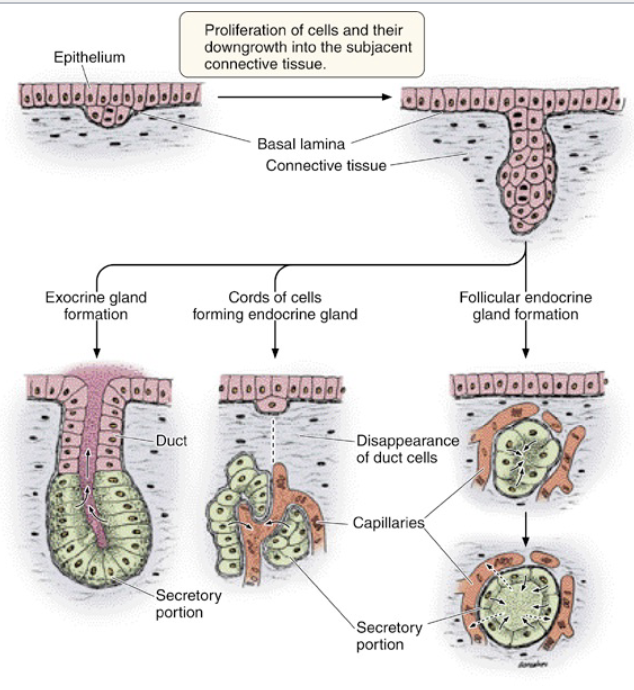 <p>epithelial ingrowth from surface</p>