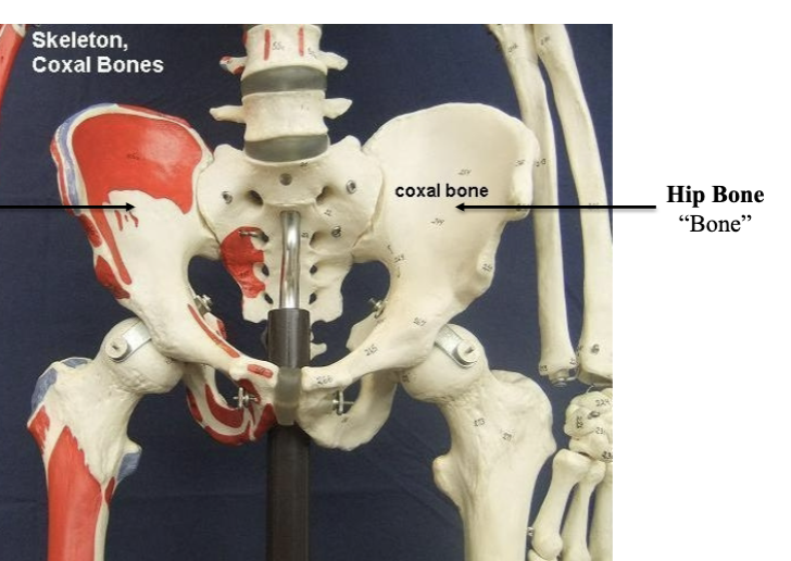 <p>Coxal Bone</p>