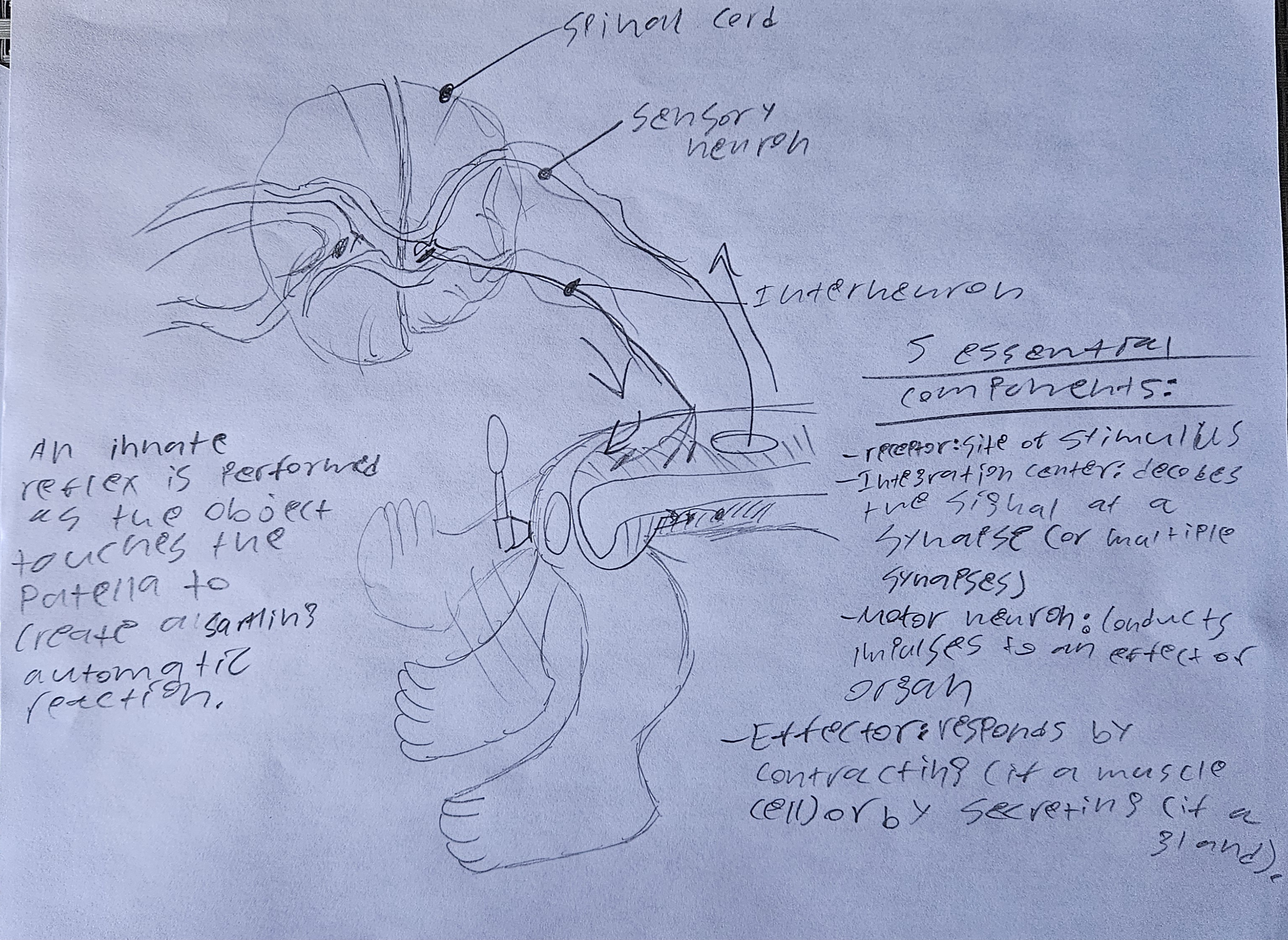 knowt flashcard image