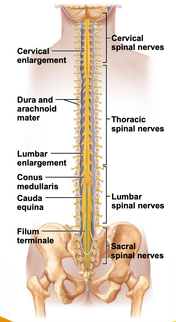 gross structure of spinal chord; dorsal view.