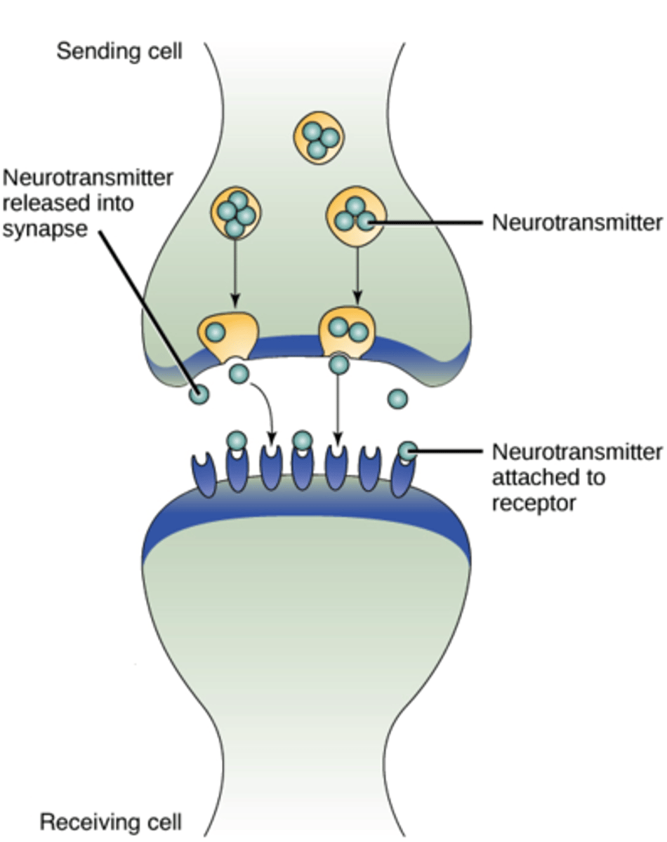 <p>(A) Paracrine Signaling<br><br>Pre-synaptic neurons communicating with Post-synaptic Neurons across the Synapse is an example of Paracrine Signaling in which a cell sends out a signal to nearby cells.</p>