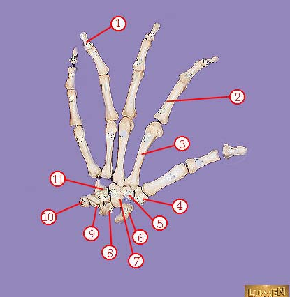 <p><span>Name bone 2. No number needed.</span></p>