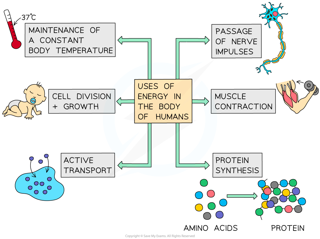 <p>during the process of <strong>cellular respiration</strong>, glucose is broken down and several molecules of <strong>ATP </strong>are produced</p><p>ATP can be broken down to release <strong>energy </strong>for <strong>living processes</strong></p><p></p>