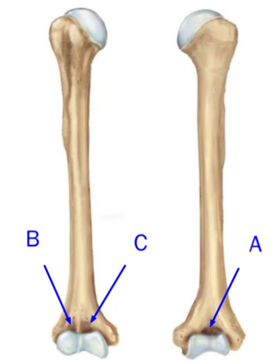 Match each fossa of the humerus with the letter that properly identifies it on the figure.