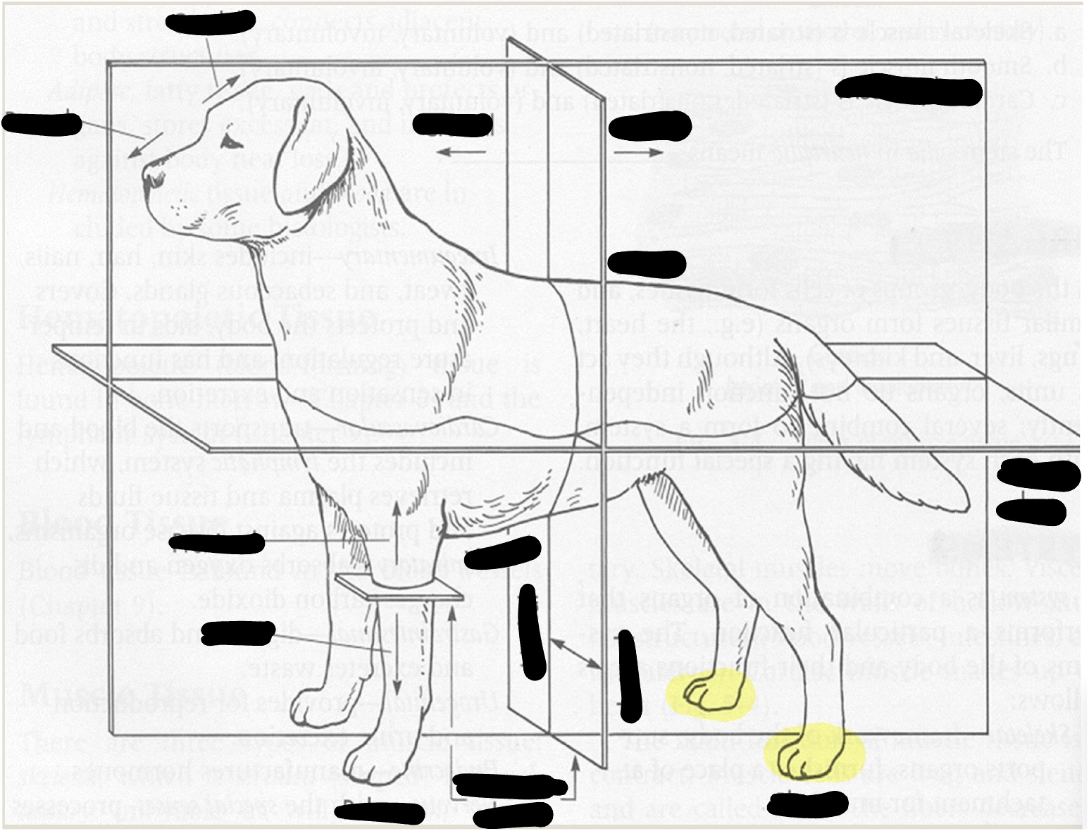 <p>caudal surface of hind limb below tarsus</p>