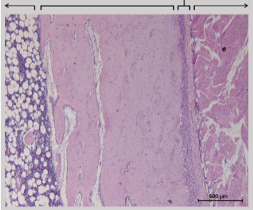 <p>Going from left to right, label the regions shown in the image:</p>