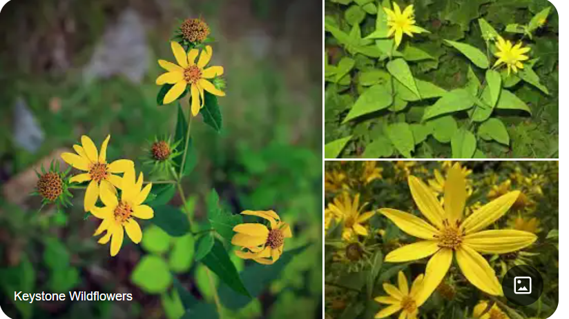 <p>Helianthus divaricatus </p>