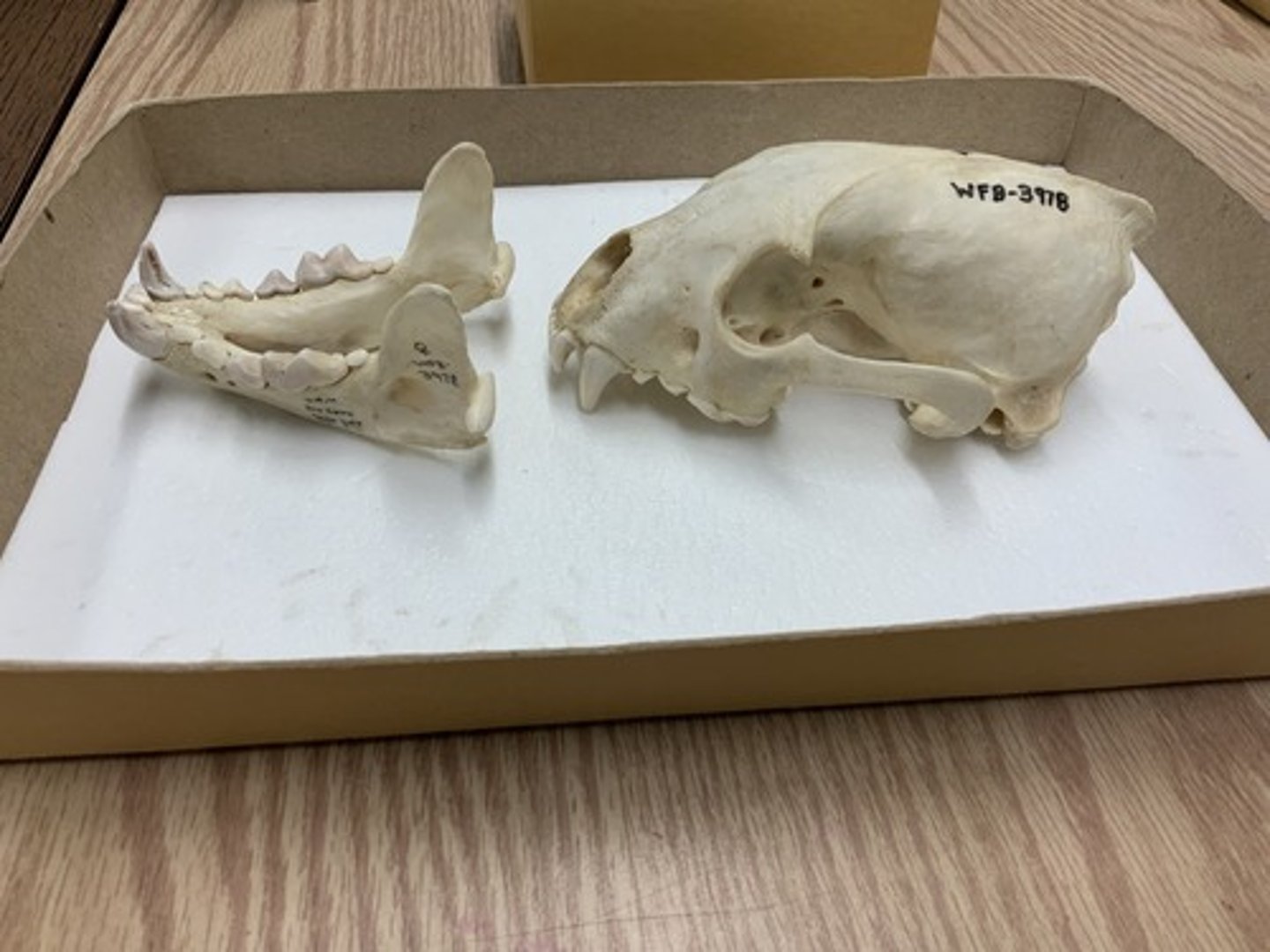 <p>Genus, species</p><p>-3/3 I</p><p>-4/4 PM</p><p>-hooked sagittal crest</p>