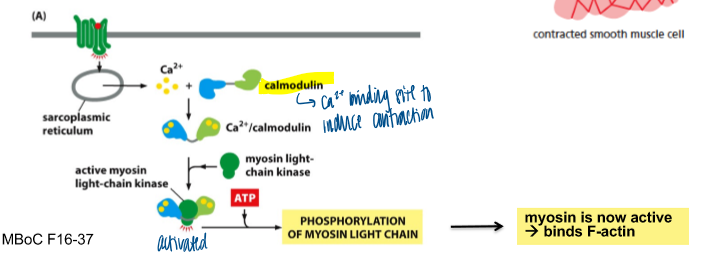 <ul><li><p>sheets fo elongated spindle-shaped cells </p></li><li><p>cells have a single nucleus </p></li><li><p>contractile filaments without sarcomere organization </p></li><li><p>contain specialized forms of actin and myosin </p></li><li><p>ca2+ dependent contraction involves <strong>calmodulin, </strong>not troponin </p></li></ul><p></p>