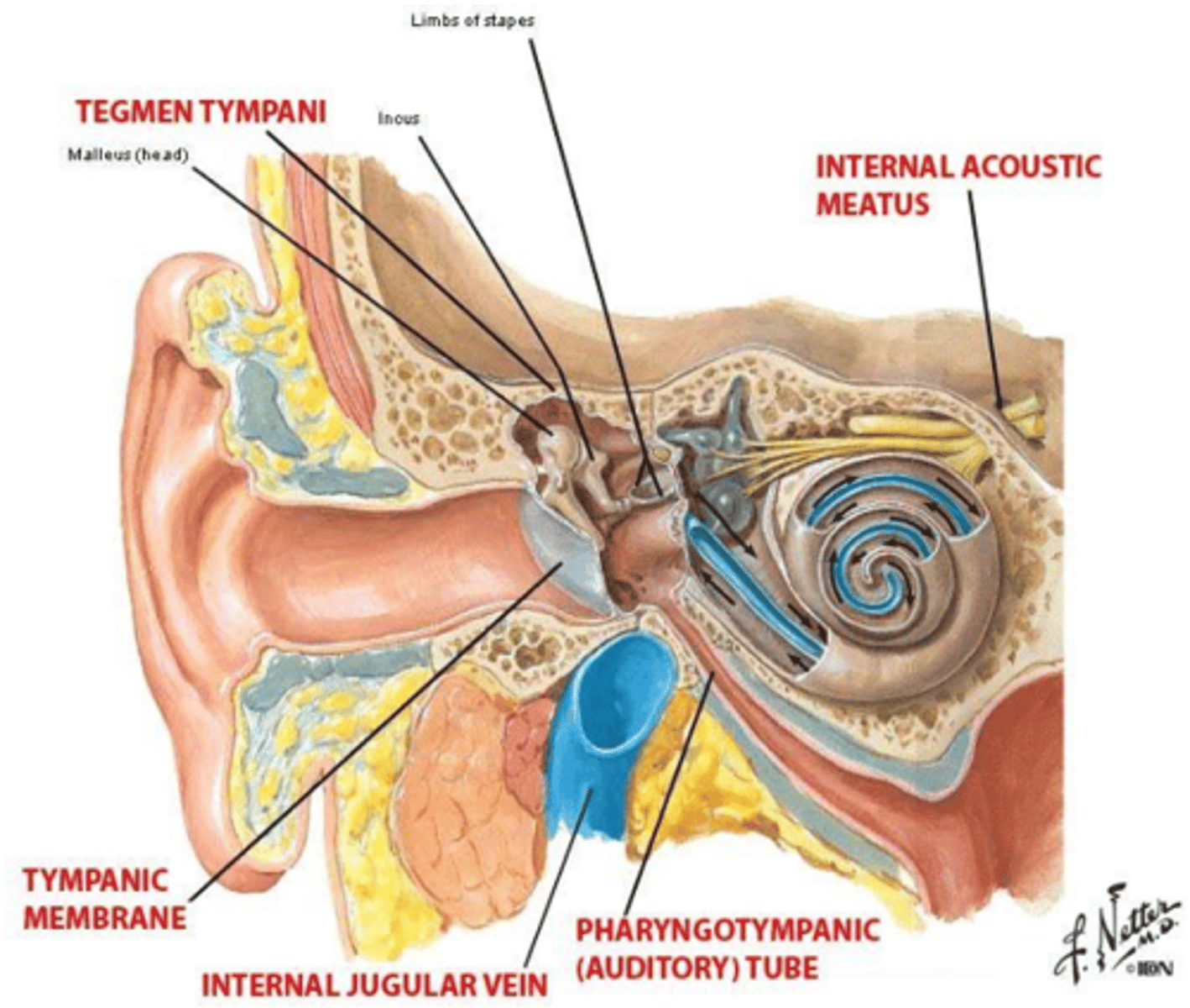 <p>Tegmen tympani</p>