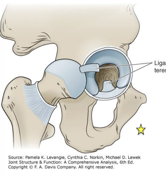 <p>O&I: from acetabular notch to the fovea </p><p>intra-articular but extrasynovial </p><p>conduit for secondary blood supply to the femoral head </p><p>recent studies show it provides some stability </p><p>-limits hip IR and ER (when hip is >90 deg flexion) </p>