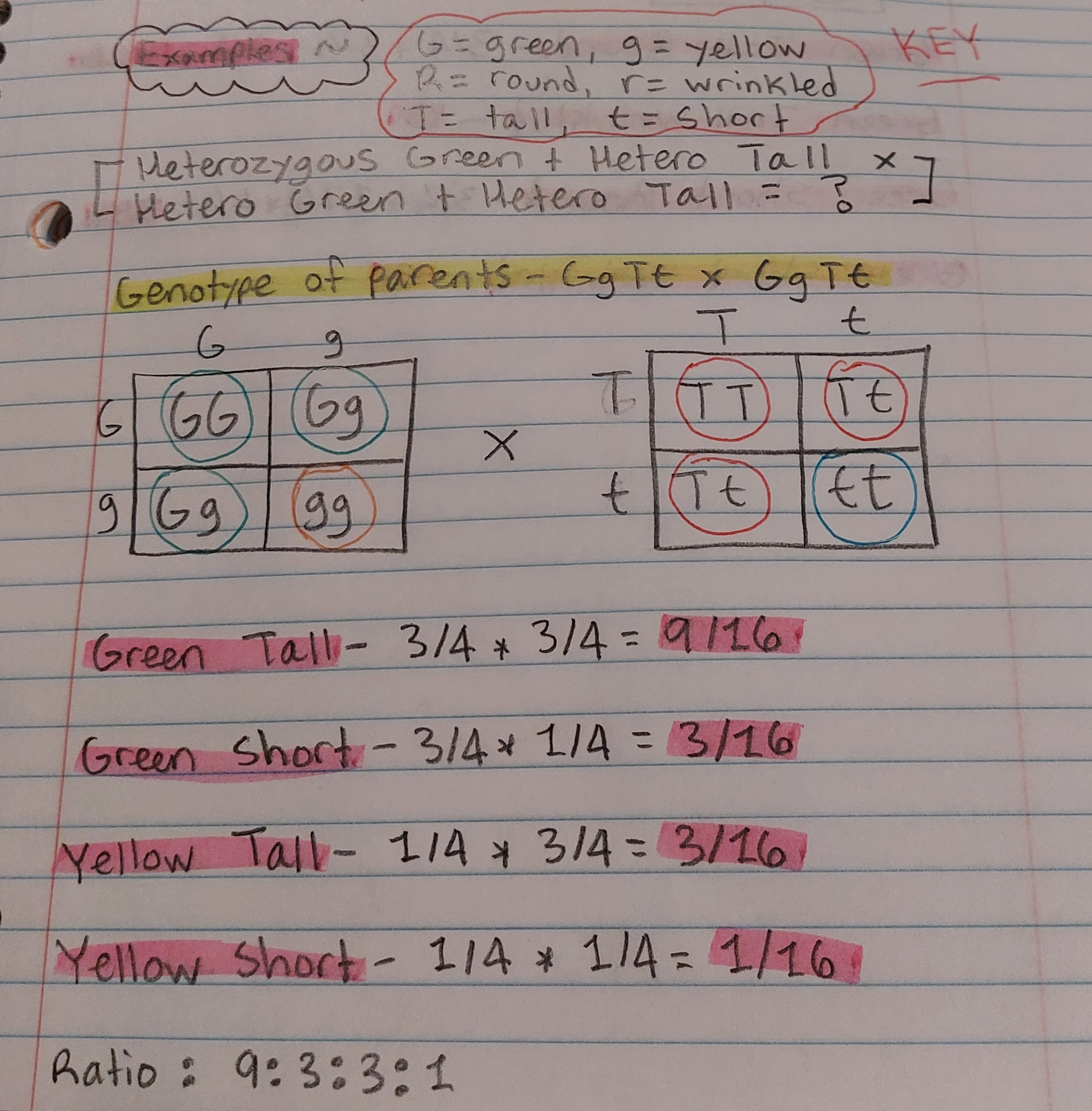 <p><strong>Note: it is the same process for Trihybrid crosses and more</strong></p>
