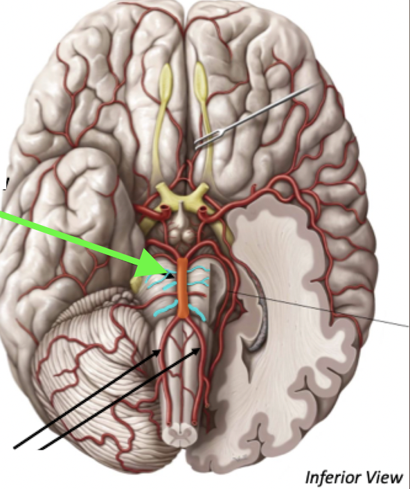 <p>Basilar Artery</p>