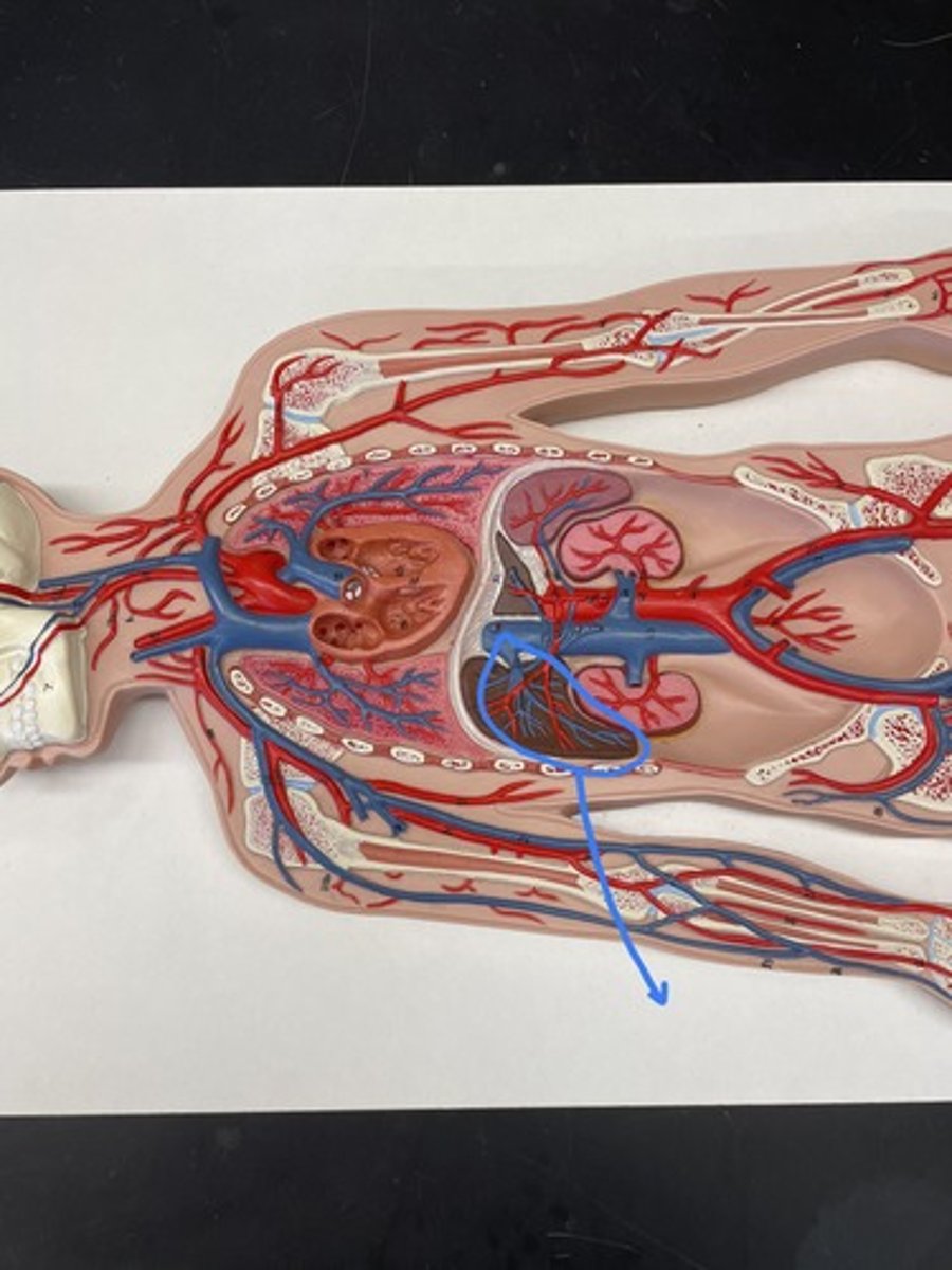 <p>the vein that collects blood from the liver and returns it to the heart</p>