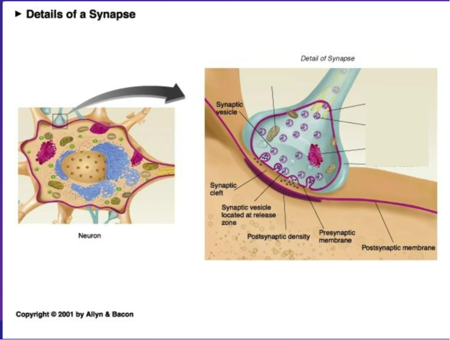 <p>Post-Synaptic Membrane – end of a neurons axon</p><p class="MsoNormal">Post synaptic density – a membrane region in the target cell full of receptors/ receptor molecules</p><p class="MsoNormal">Receptor molecules – proteins located in the post synaptic density</p><p class="MsoNormal">Pre synaptic cleft – space between pre synaptic and psot synaptic terminal</p><p class="MsoNormal">Neurochemical Messengers</p>